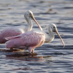 Rosa Löffler (Platalea ajaja)