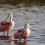 Rosa Löffler (Platalea ajaja)