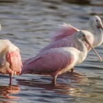 Rosa Löffler (Platalea ajaja)