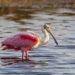 Rosa Löffler (Platalea ajaja)