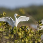 Kuhreiher (Bubulcus ibis)