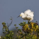 Schmuckreiher (Egretta thula)
