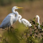 Silberreiher (Casmerodius albus)