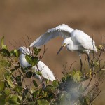 Schmuckreiher (Egretta thula)