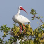 Schneesichler, Weißibis (Eudocimus albus)
