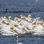 Nashornpelikane (Pelecanus erythrorhynchos)