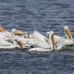 Nashornpelikane (Pelecanus erythrorhynchos)