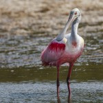 Rosa Löffler (Platalea ajaja)