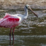 Rosa Löffler (Platalea ajaja)