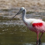 Rosa Löffler (Platalea ajaja)