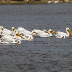 Nashornpelikane (Pelecanus erythrorhynchos)