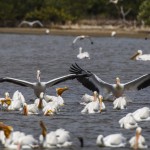 Nashornpelikane (Pelecanus erythrorhynchos)