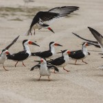 Schwarzmantel-Scherenschnabel (Rynchops niger)