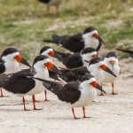 Schwarzmantel-Scherenschnabel (Rynchops niger)
