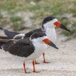 Schwarzmantel-Scherenschnabel (Rynchops niger)
