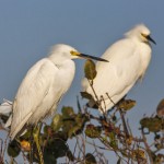 Schmuckreiher (Egretta thula)