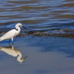 Schmuckreiher (Egretta thula)