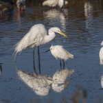 Silberreiher (Casmerodius albus)