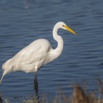 Silberreiher (Casmerodius albus)