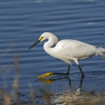 Schmuckreiher (Egretta thula)