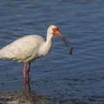 Schneesichler, Weißibis (Eudocimus albus)
