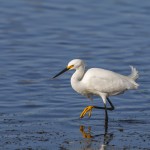 Schmuckreiher (Egretta thula)