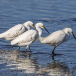 Schmuckreiher (Egretta thula)