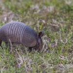 Armadillo-,  Neunbinden-Gürteltier (Dasypus novemcinctus)