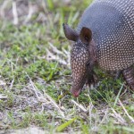Armadillo-,  Neunbinden-Gürteltier (Dasypus novemcinctus)