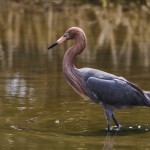 Rötelreiher (Egretta rufescens)