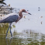 Rötelreiher (Egretta rufescens)