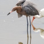 Rötelreiher (Egretta rufescens)