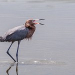 Rötelreiher (Egretta rufescens)