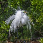 Silberreiher (Casmerodius albus)