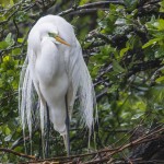 Silberreiher (Casmerodius albus)