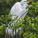 Silberreiher (Casmerodius albus)