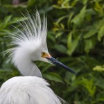 Schmuckreiher (Egretta thula)