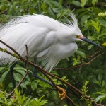 Schmuckreiher (Egretta thula)