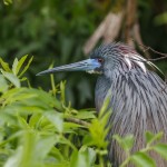 Dreifarbenreiher (Egretta tricolor)