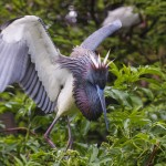 Dreifarbenreiher (Egretta tricolor)