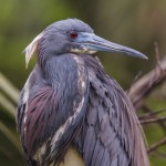 Dreifarbenreiher (Egretta tricolor)