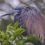 Dreifarbenreiher (Egretta tricolor)