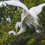 Silberreiher (Casmerodius albus)