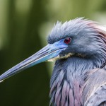 Dreifarbenreiher (Egretta tricolor)