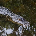 Mississippi-Alligator (Alligator mississippiensis)