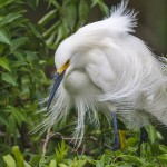 Schmuckreiher (Egretta thula)