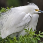 Schmuckreiher (Egretta thula)