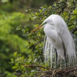 Silberreiher (Casmerodius albus)