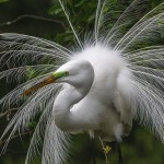 Silberreiher (Casmerodius albus)