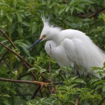 Schmuckreiher (Egretta thula)